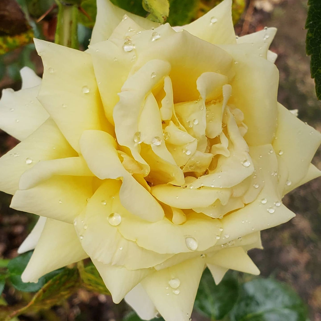 Beauty and Positivity Project Day 122 - A Perfect Yellow Rose