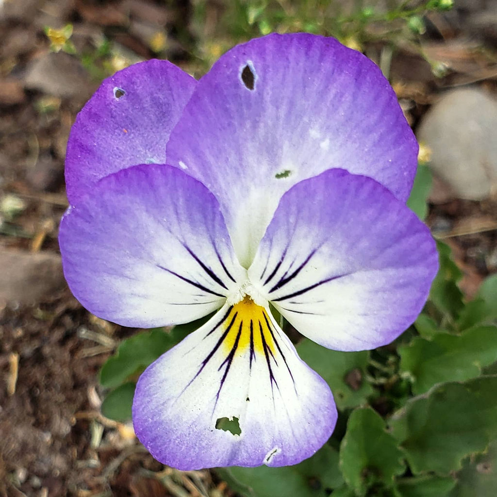 Beauty and Positivity Project Day 63 - A Small Flower Blooming in Dry Ground